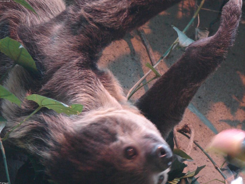 ការបកស្រាយអំពីកម្សាន្តស្លូត និងផលប្រយោជន៍សាទរ