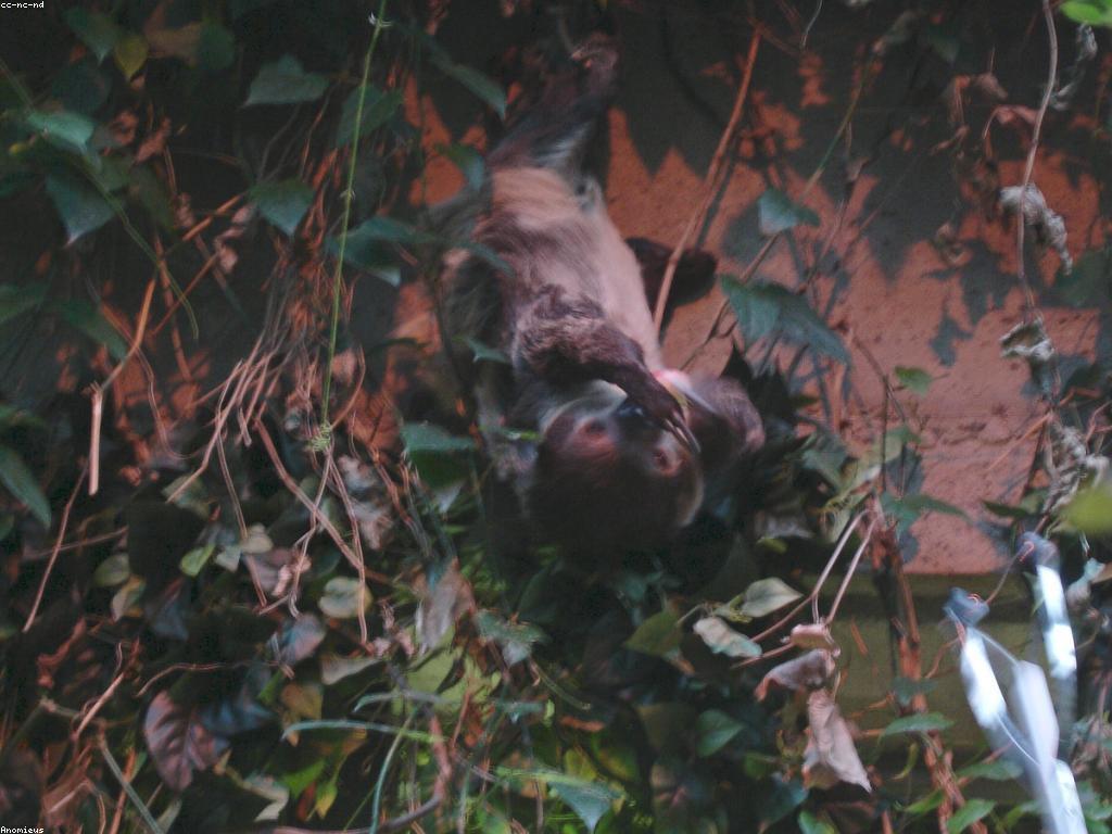 ពិភពនៃកម្សាន្តស្លូត: ការស្គាល់ និងកម្សាន្តជាមួយស្លូត